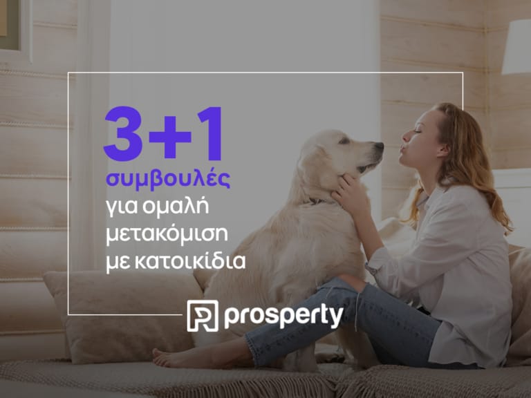 Pet_Article_Photo